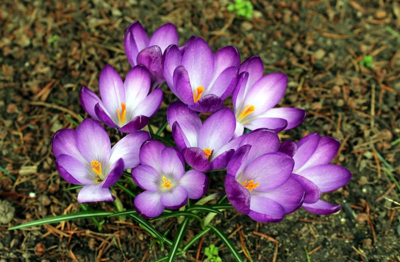 Saffron